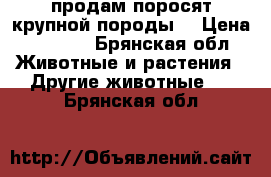 продам поросят крупной породы! › Цена ­ 4 000 - Брянская обл. Животные и растения » Другие животные   . Брянская обл.